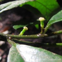 Gomphandra tetrandra (Wall.) Sleumer